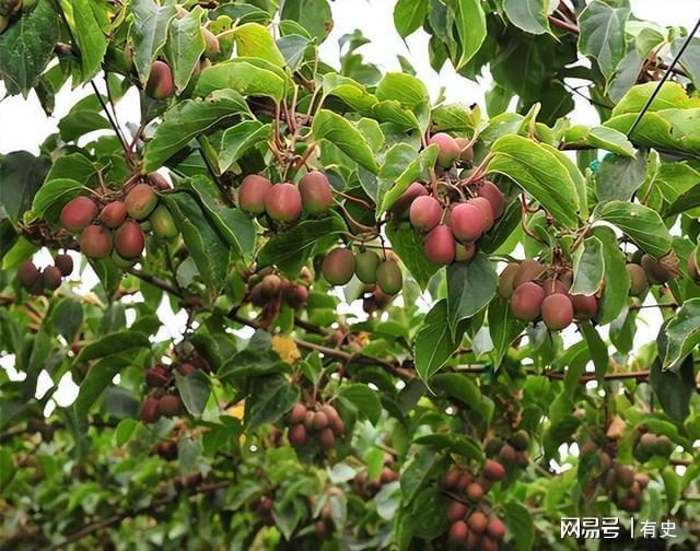 新品种果树走红水果市场挂果多、好养护甘甜多汁适合新手(图11)