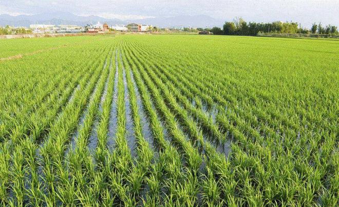 种水田稻的小技巧我们食物的根本怎么种植用心科学很重要(图3)
