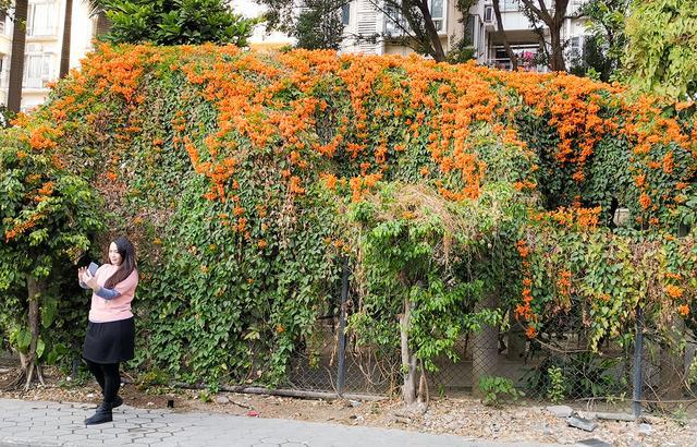 广州：炮仗花繁花吐艳 喜迎新春佳节(图1)